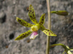 ecology environment nature walks hiking Queensland orchids