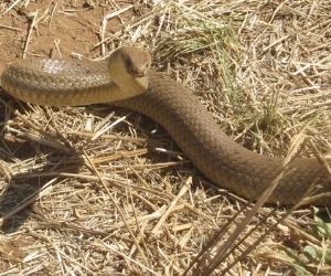 eastern brown snake (Pseudonaja textilis)