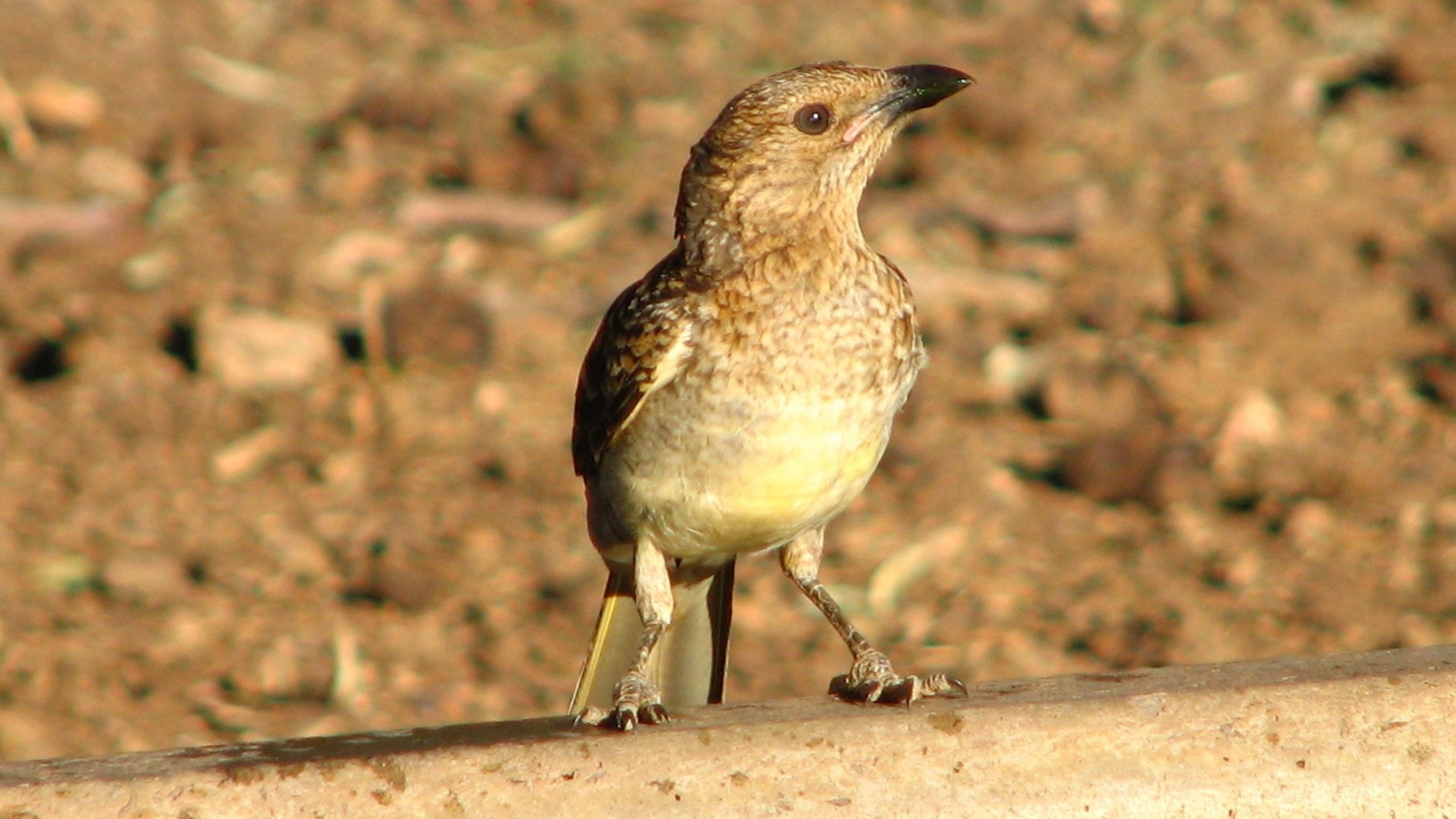 Spotted Bowerbird