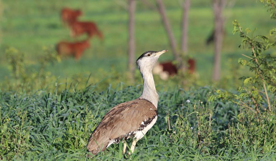 Birds - Wildlife Australia - Boobook Ecotours