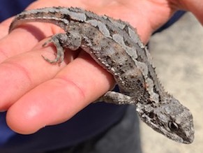 reptile Roma outback queensland