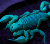 Scorpion Urodacus macrurus under ultraviolet light