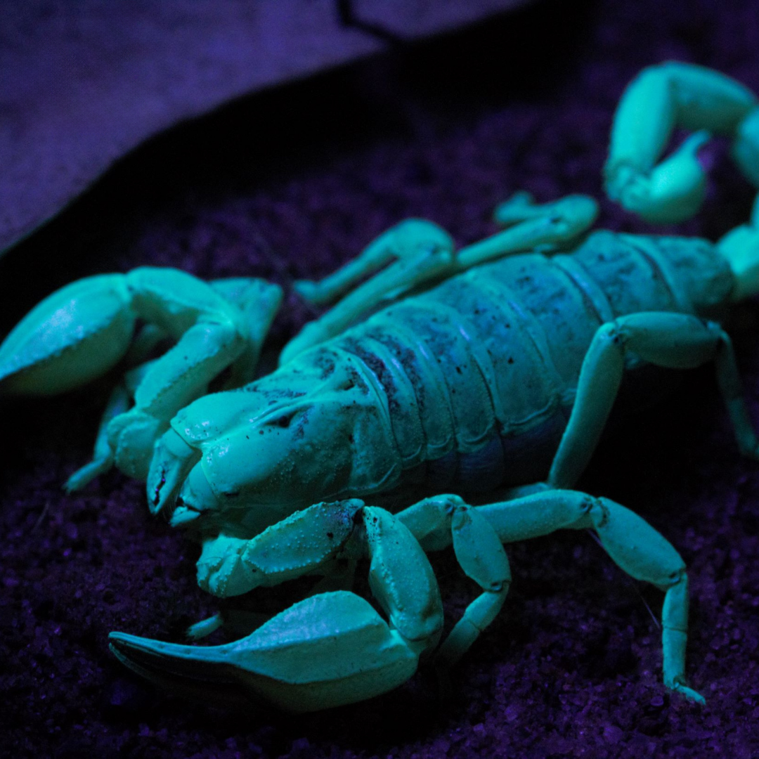 Scorpion Urodacus macrurus under ultraviolet light