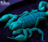 An example of the scorpion Urodacus macrurus glowing in the dark under ultraviolet light during a spotlight walk in the Carnarvon Ranges)