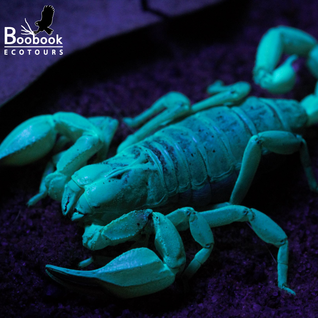 An example of the scorpion Urodacus macrurus glowing in the dark under ultraviolet light during a spotlight walk in the Carnarvon Ranges)