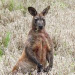 A wallaroo in a field