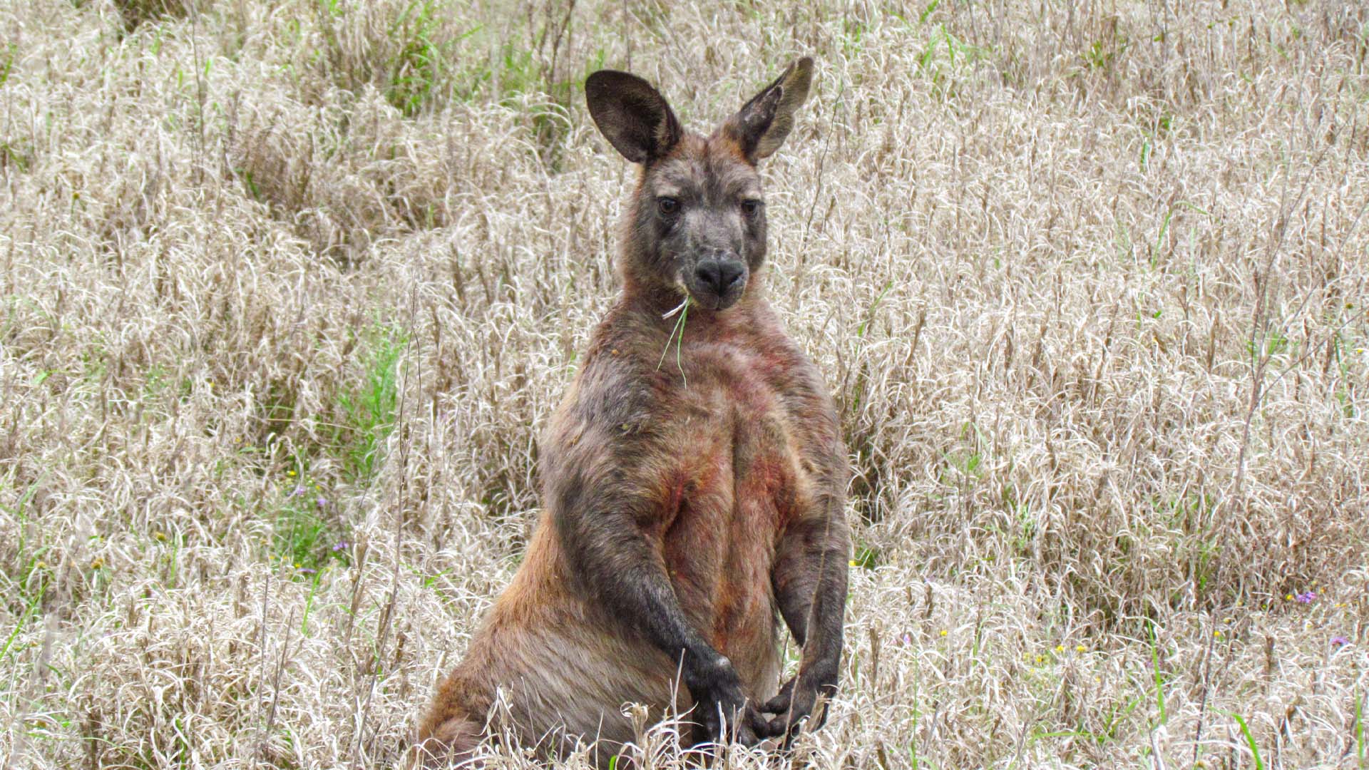 A wallaroo in a field