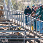 Roma Saleyards. Image courtesy of Tourism and Events Queensland