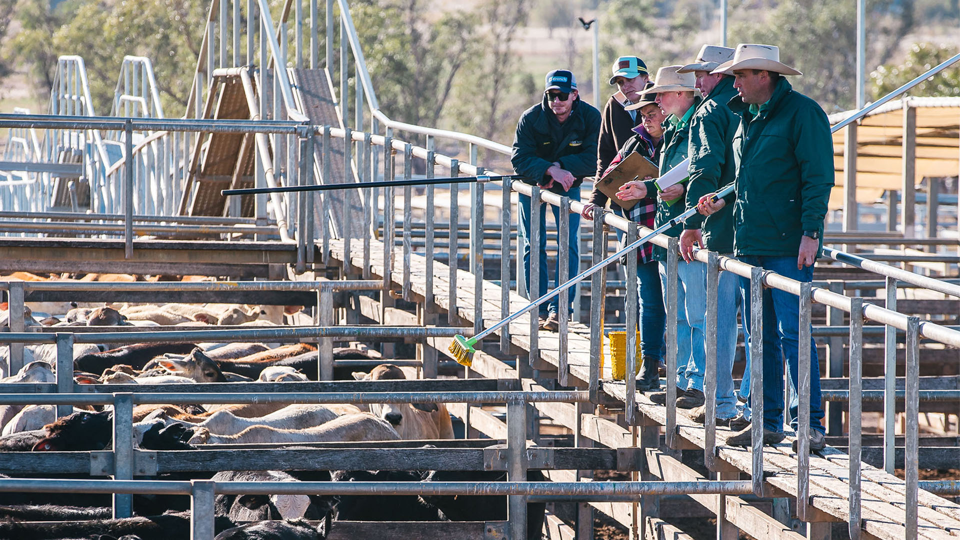 Roma Saleyards. Image courtesy of Tourism and Events Queensland