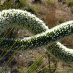 Wildflower display