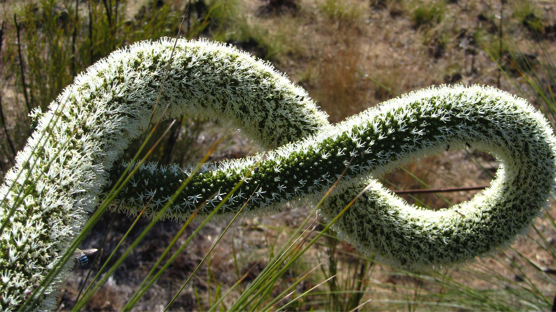 Wildflower display