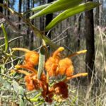 A closeup image of an orange grevillea