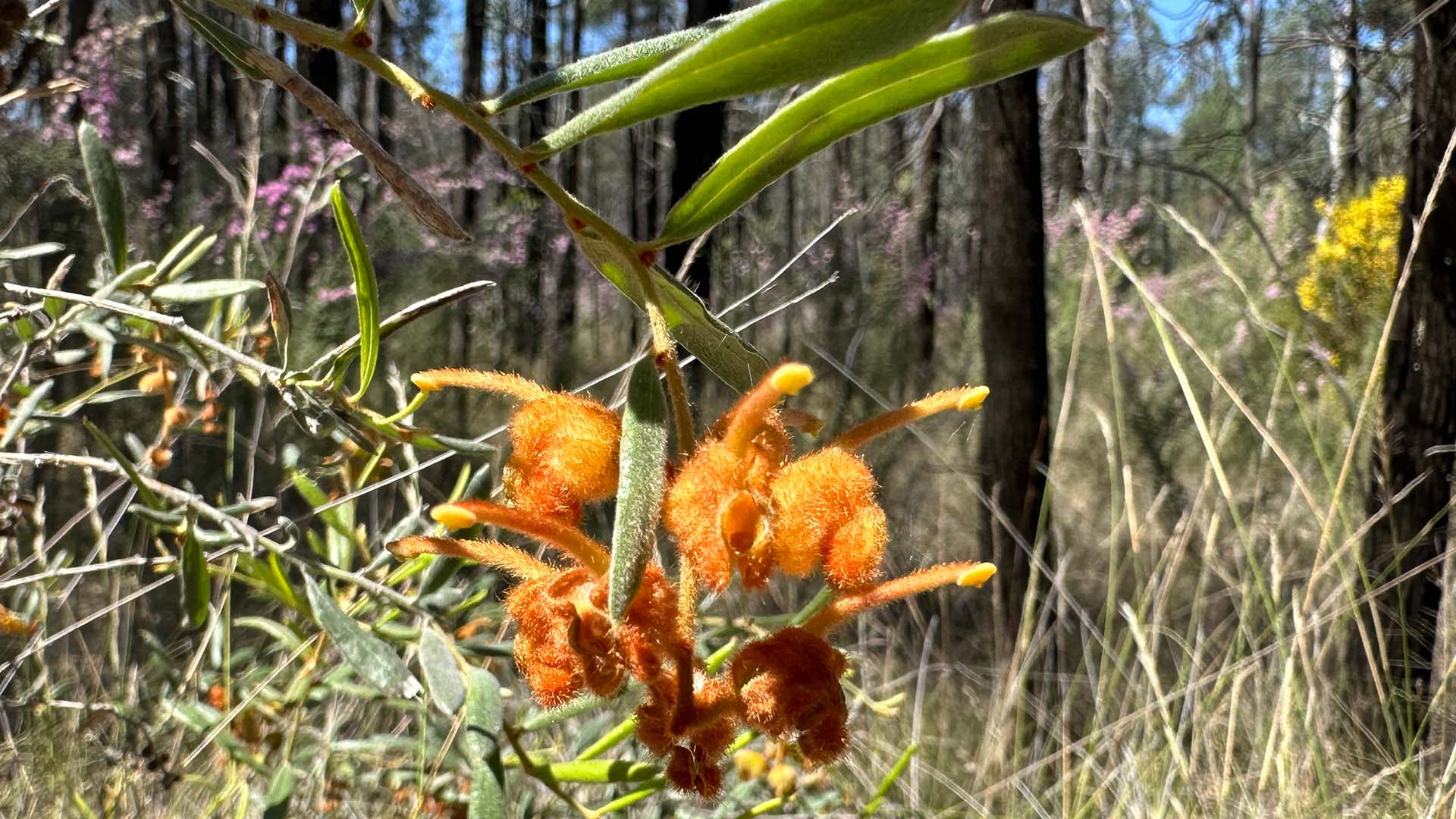 A closeup image of an orange grevillea