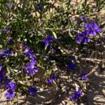 A bush with scattered purple flowers