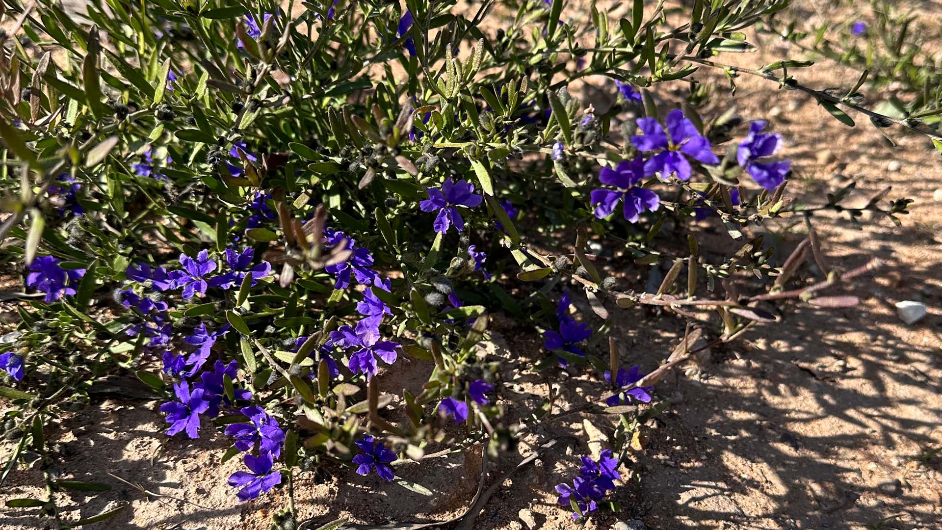 A bush with scattered purple flowers