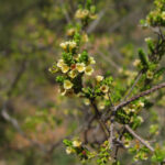 Gurulmundi Heath Myrtle