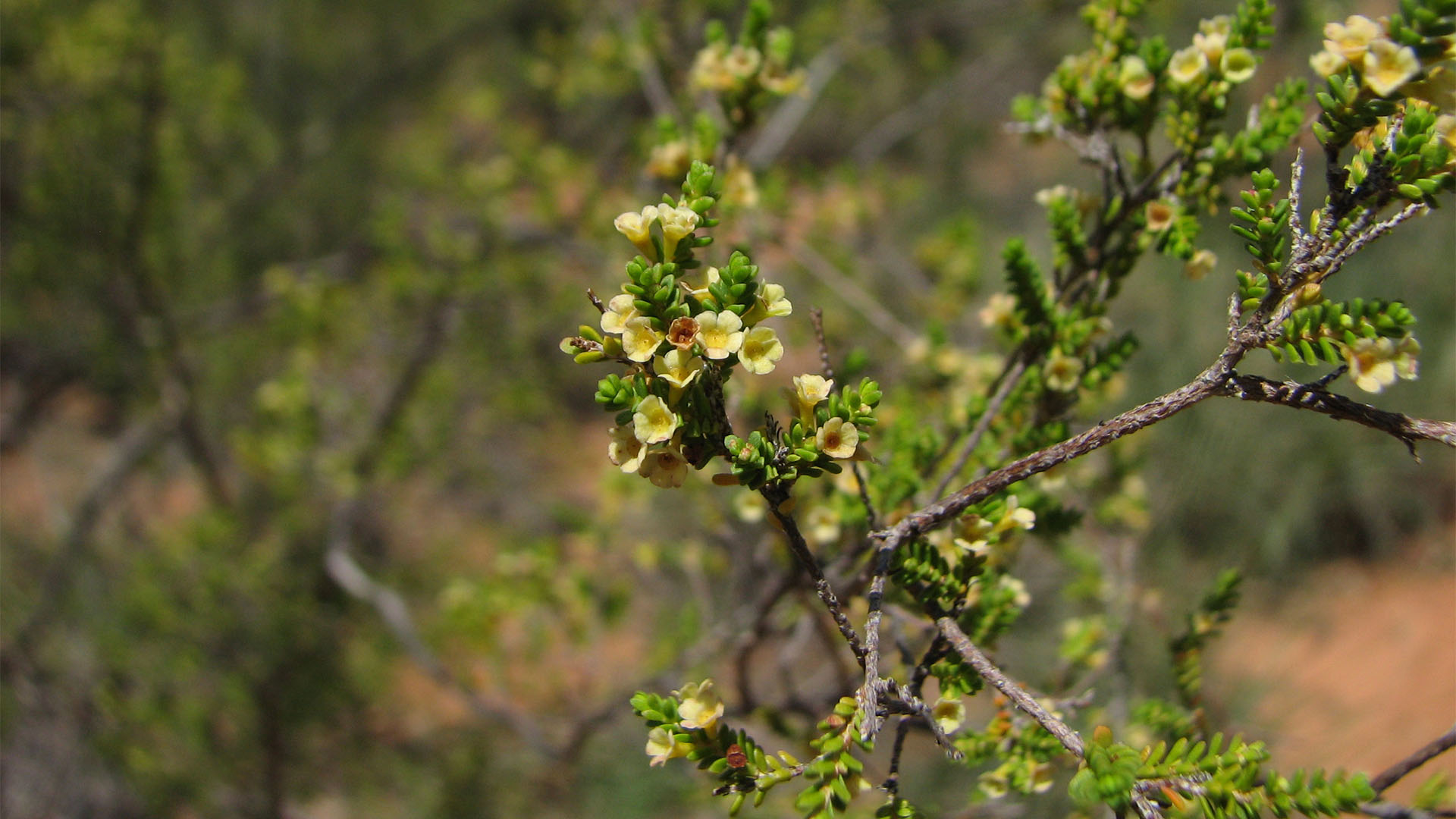 Gurulmundi Heath Myrtle