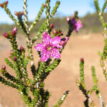 Pink Rock Myrtle
