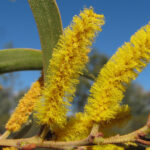 Queensland Catkin Wattle