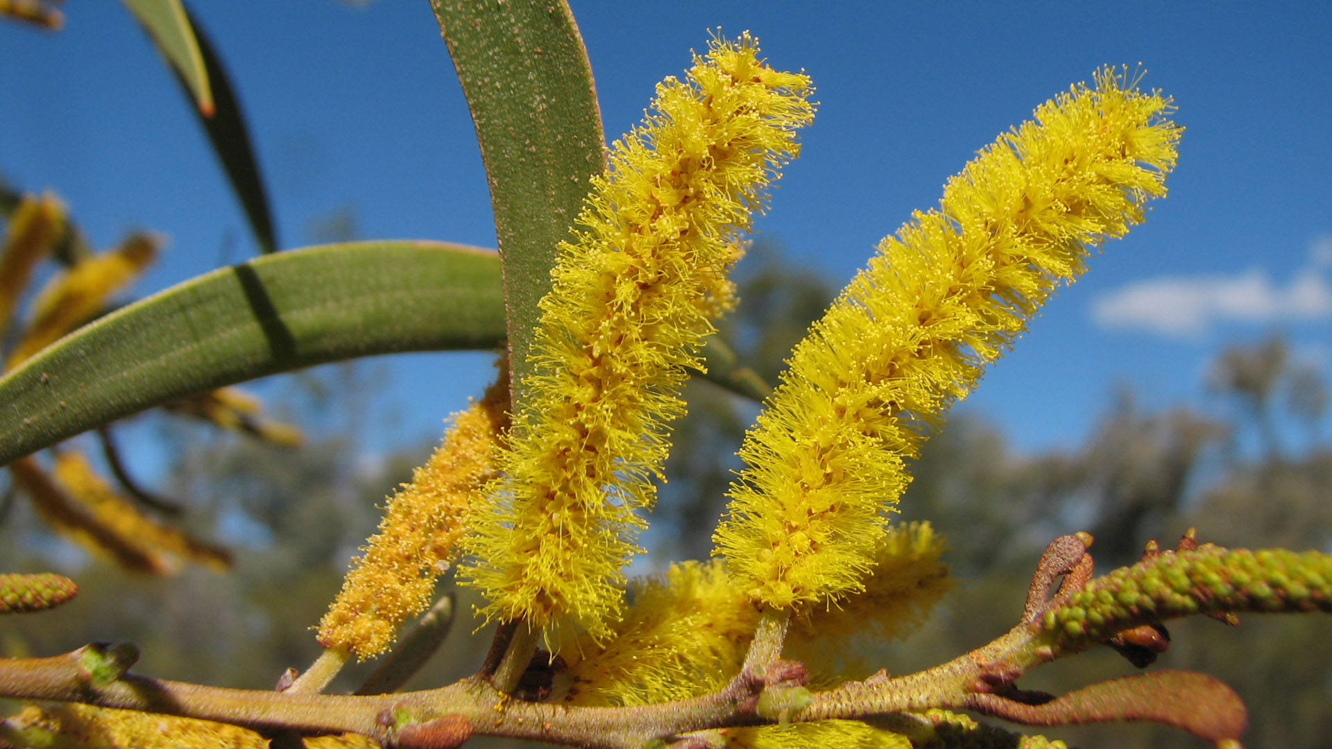 Queensland Catkin Wattle