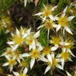 Gurulmundi Fringe Myrtle