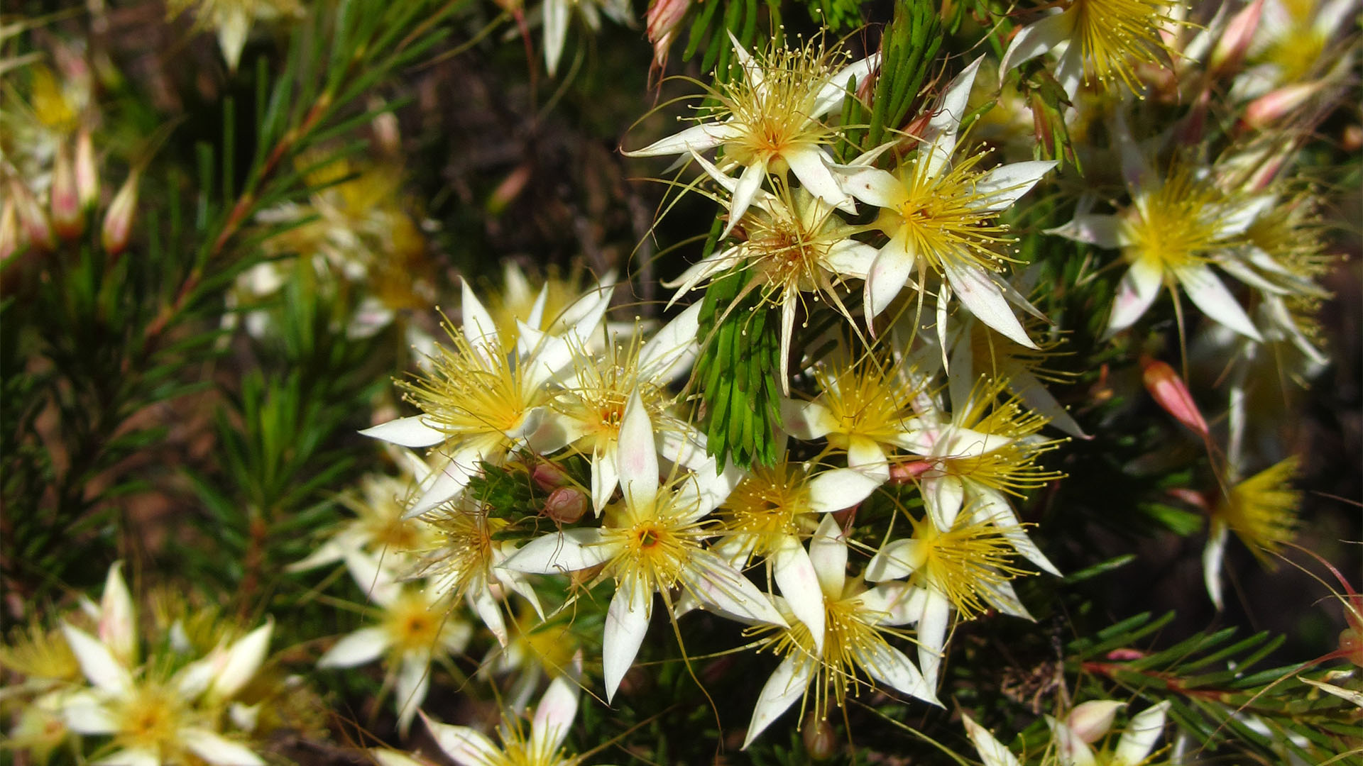 Gurulmundi Fringe Myrtle
