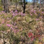 A wildflower bush with pink flowers