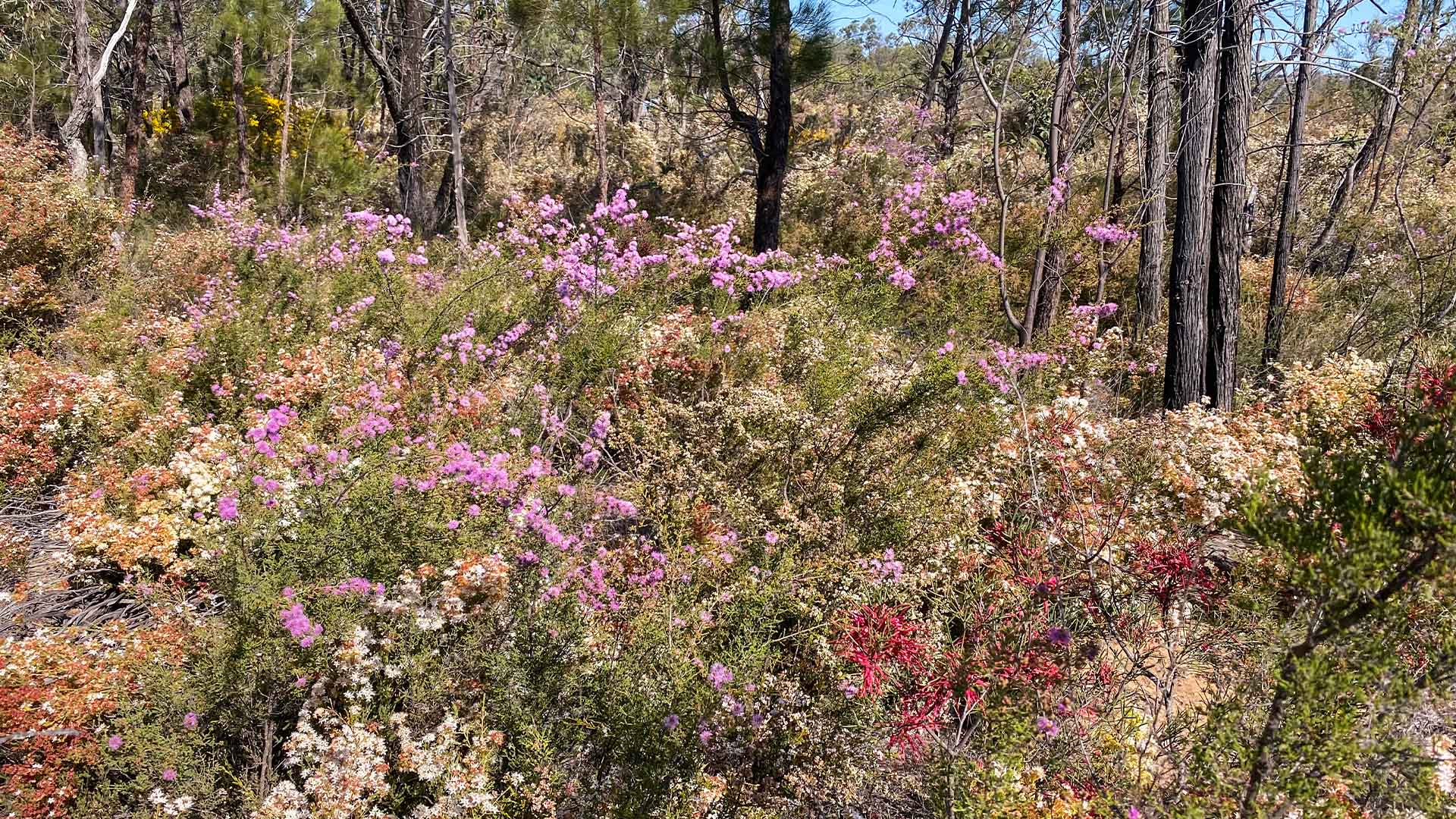 A wildflower bush with pink flowers
