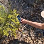 A woman taking a close-up photo on her smartphone of a wildflower