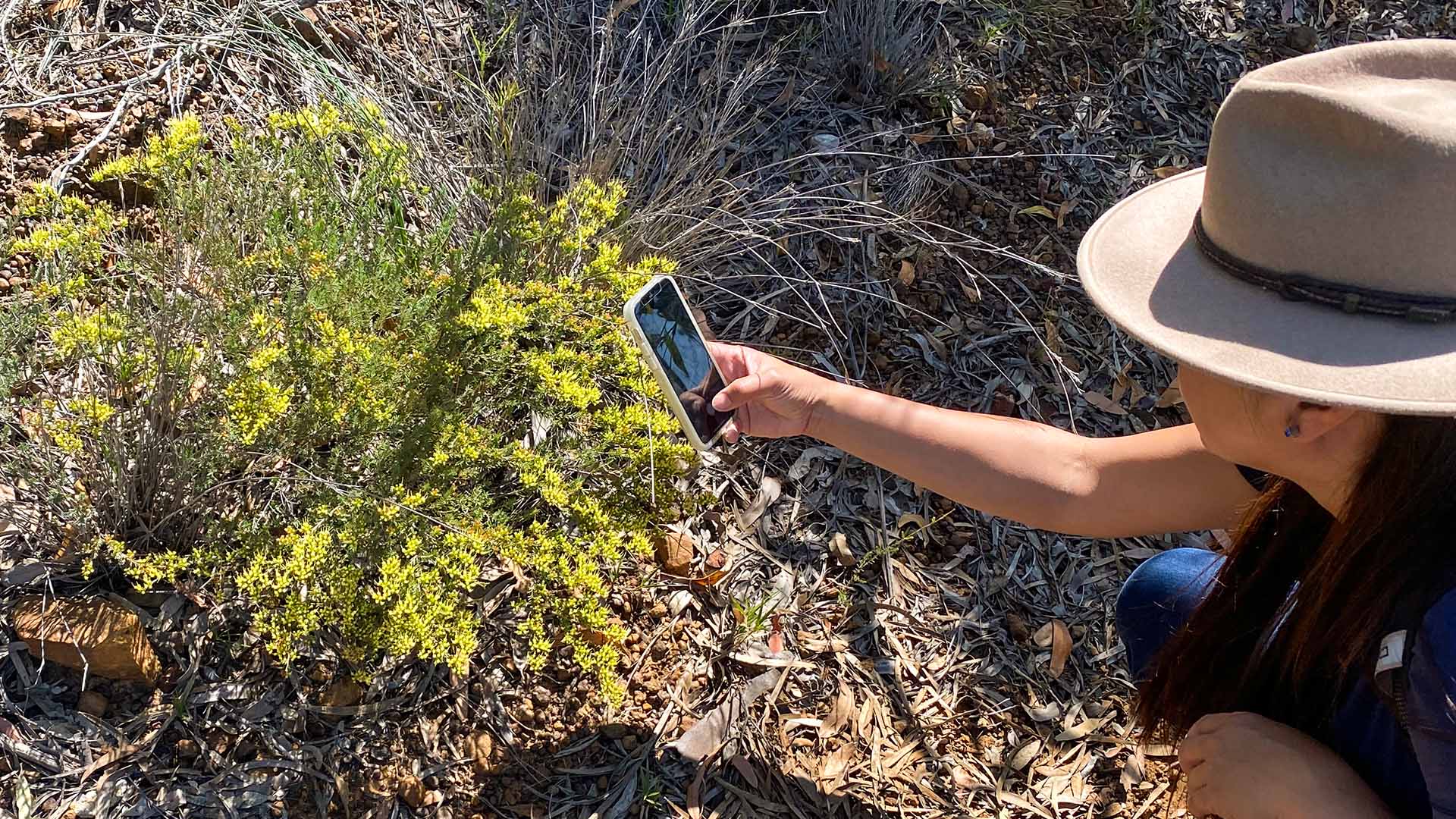 A woman taking a close-up photo on her smartphone of a wildflower