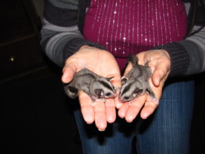 Petaurus breviceps - Sugar Gliders found orphaned near Roma QLD wildlife ecologist hiking day tour adventure