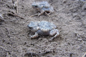 Juvenile frog