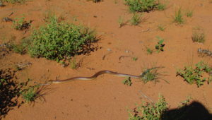 Mulga Snake King Brown dangerous safety wildlife
