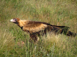 Wedge Tailed Eagle