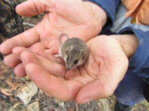 Common Dunnart (Sminthopsis murina