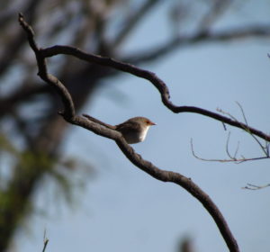 fairy wren native birdlife birdwatching twitcher Australia