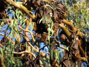 flying fox ecology nature wildlife