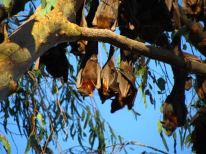 outback queensland roma tours camping