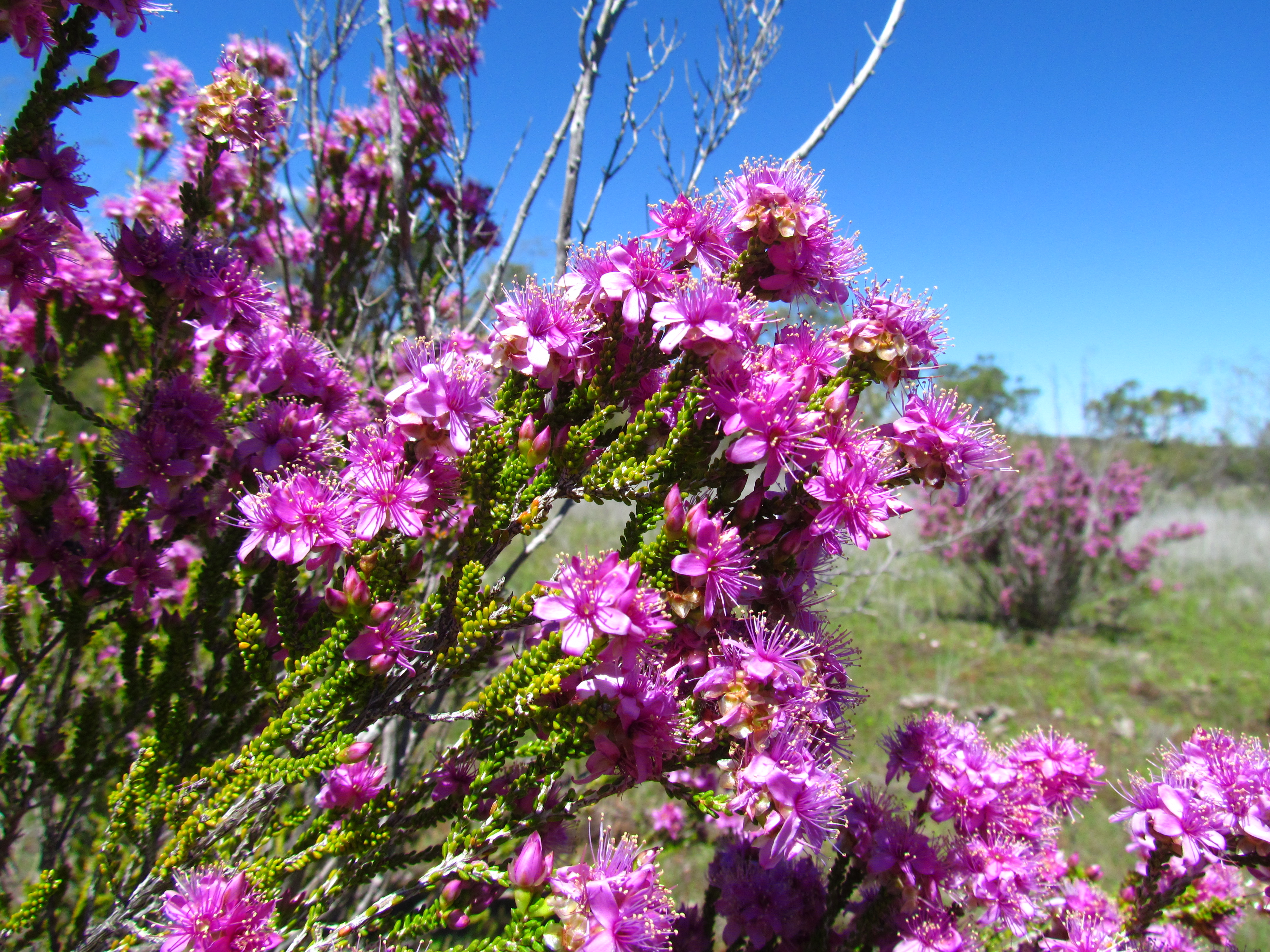 pink wildflowers