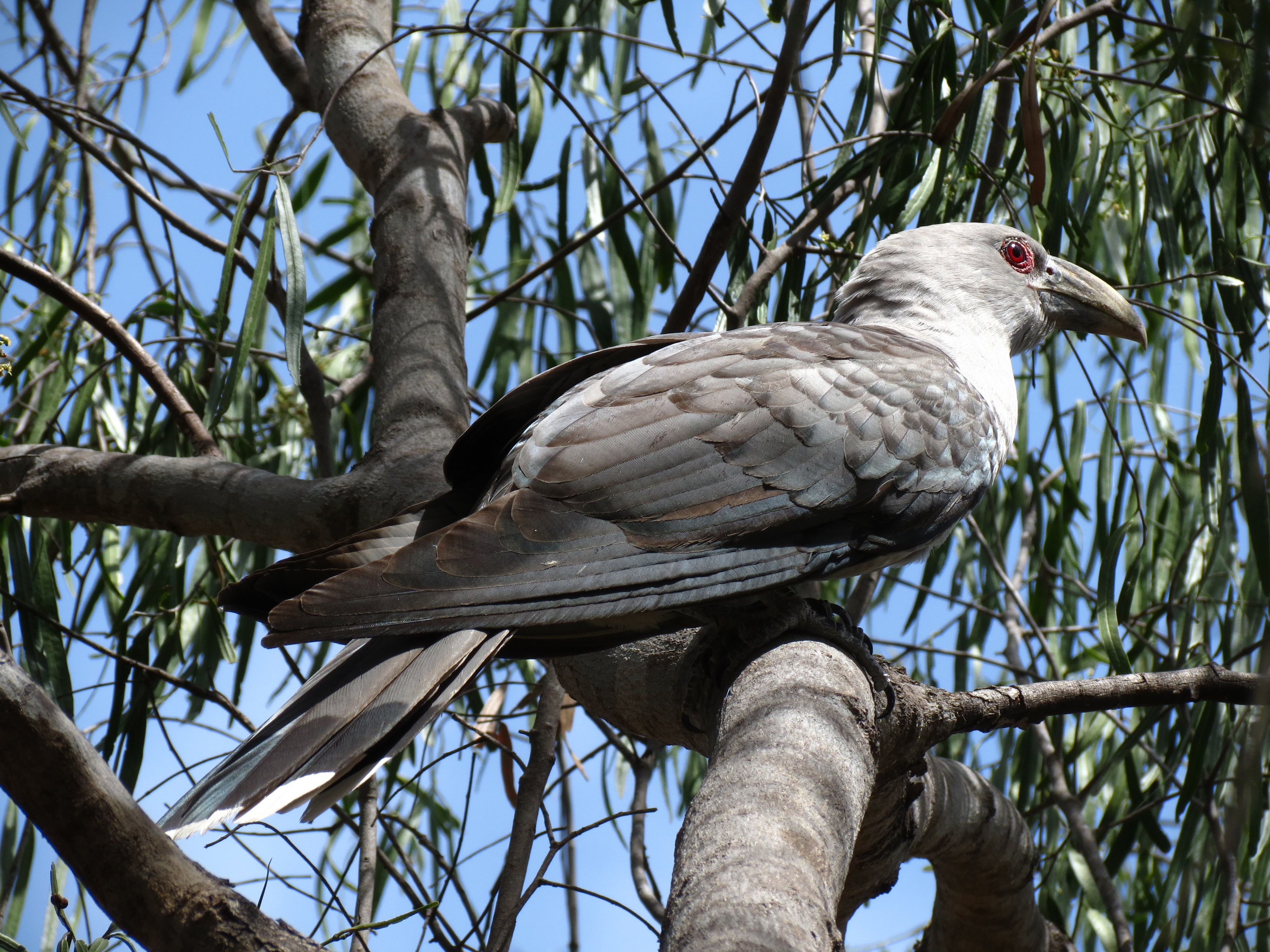 Channel Billed Cuckoo - birds