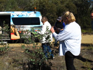 Viewing the Sturt's Desert Rose on tour