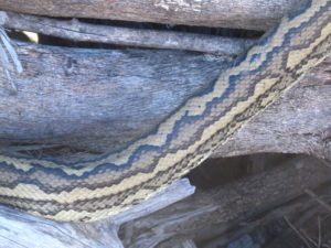 Carpet Python