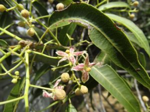 Narrow-leaved Bottle Tree Flower