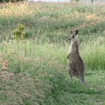 Kangaroo in grasslands