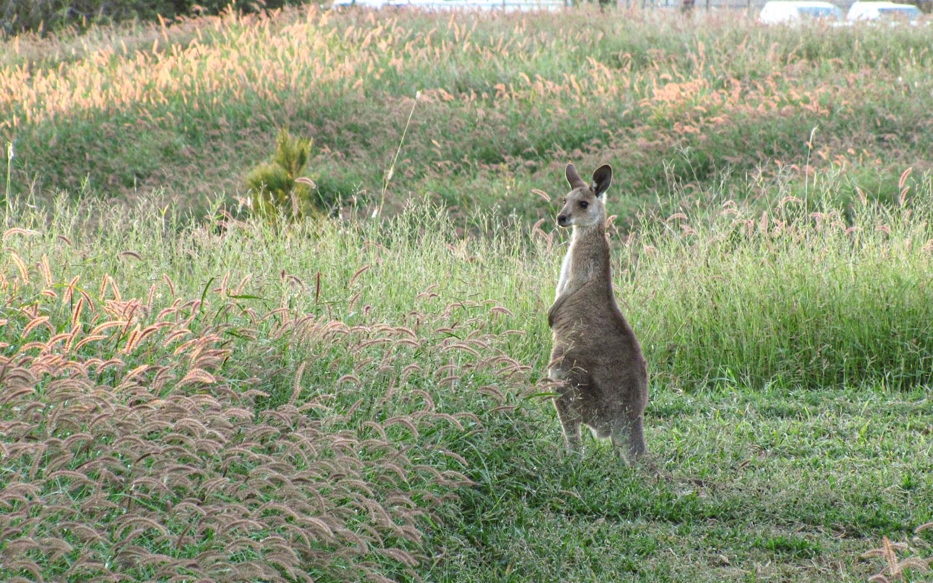 Kangaroo in grasslands