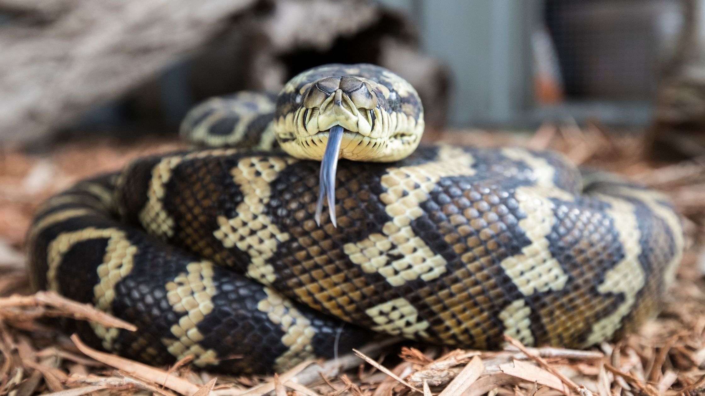 Carpet python