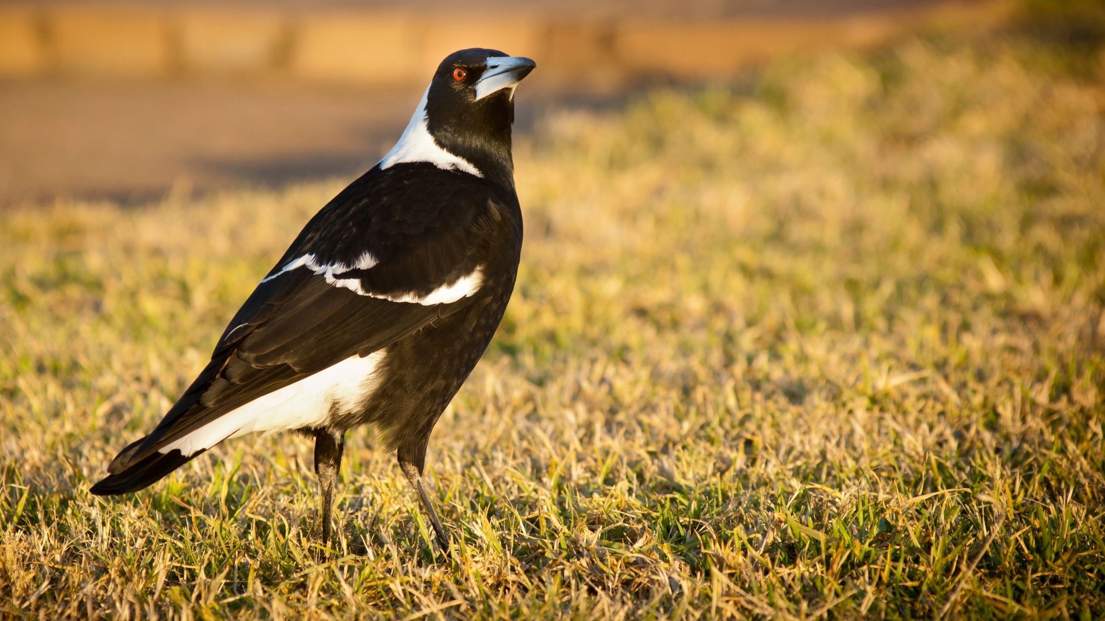 When Magpies Attack