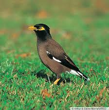 Common Myna bird pest feral ecology