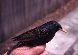 Common Starling birdlife twitcher birdwatching