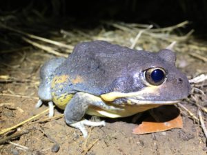 Pobblebonk frog Limnodynastes terraereginae 